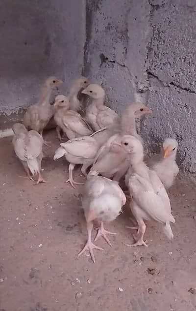 HEERA ASEEL TOP QUALITY CHICKS
