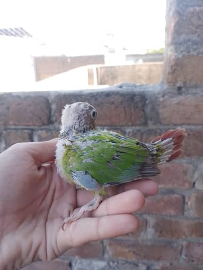 Pineapple Conour Cover Chicks available