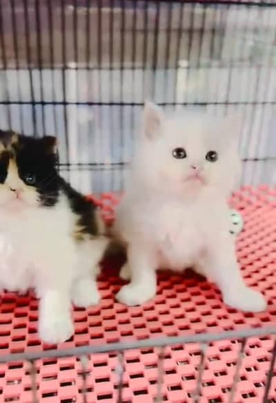 Persian cat triple cod for sale,my WhatsApp 03464644037