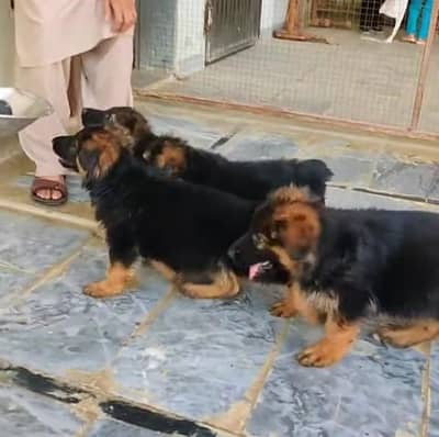 German Shepherd long coat puppy. 03444815864WhatsApp