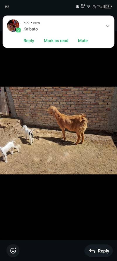 بکری ساتھ میں دو بچے نر مادہ