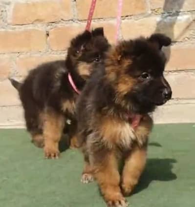 German Shepherd long coat puppy. 03444815864WhatsApp