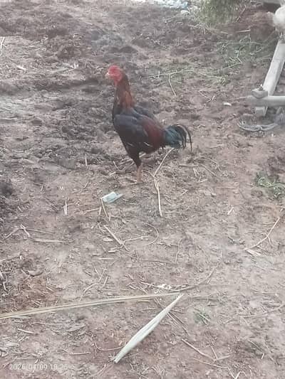 Aseel murga urgent for sale