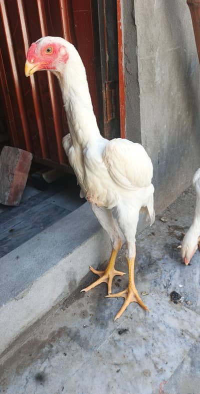 white king O shamo pair 0329/7240469