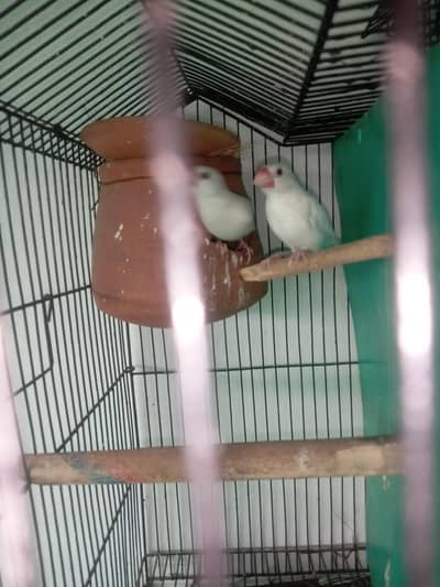 kurak han and jawa finch pairs