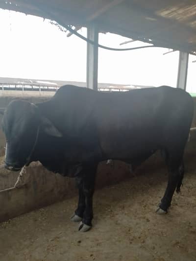 bachra for sale age 2.5 saal