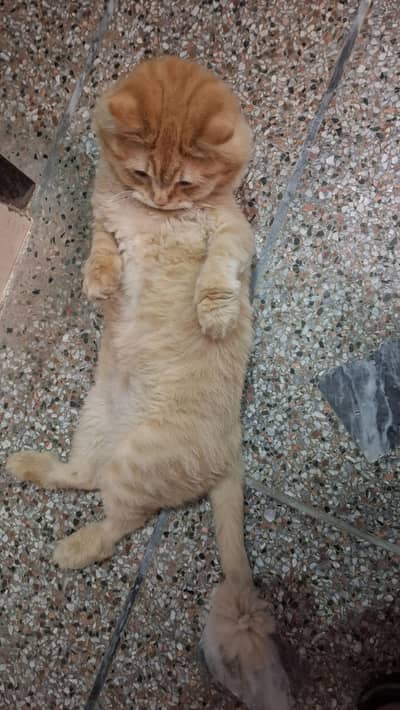 Cats | Billi | Triple coat kittens | Persian Kittens | Kitty | Persian