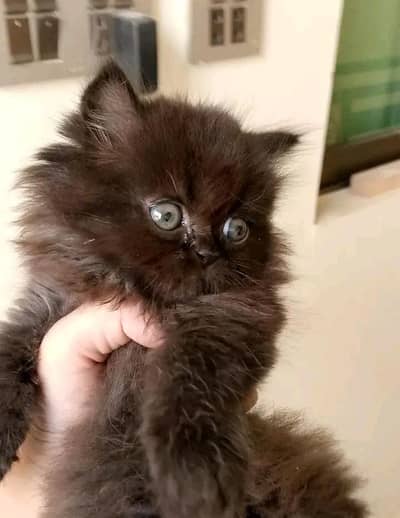 cute Persian kitten