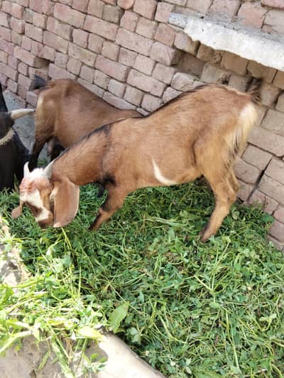 Desi bakra
