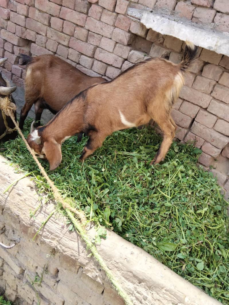 Desi bakra 2
