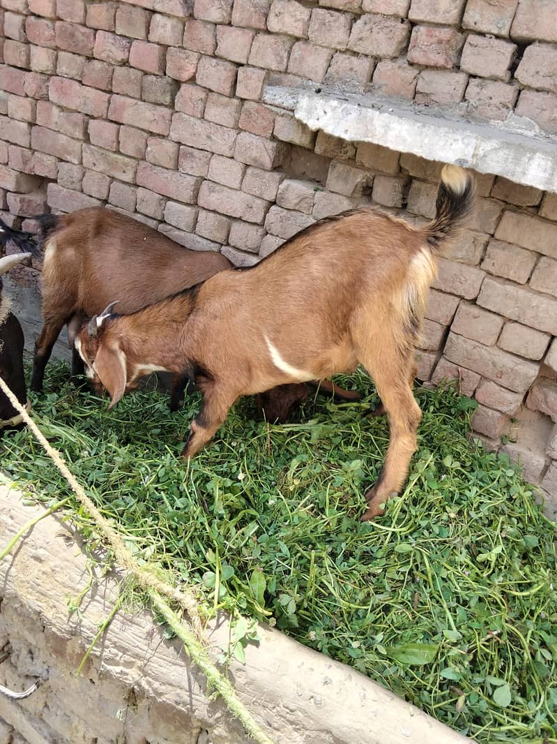 Desi bakra 3