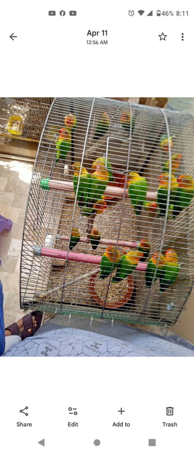 birds for sell