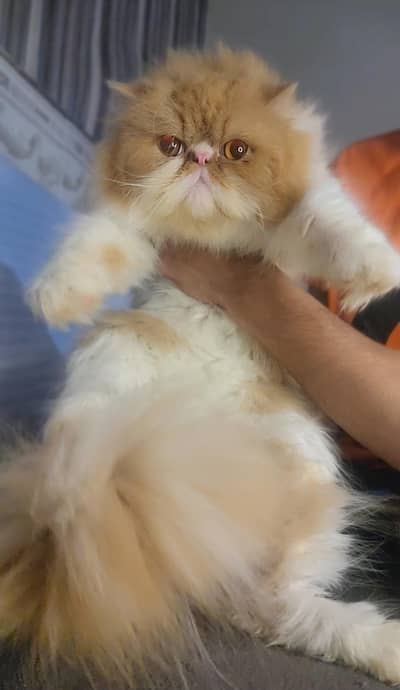 peke face super stud male