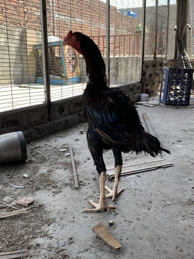 High quality aseel murga Pakistani and shamo