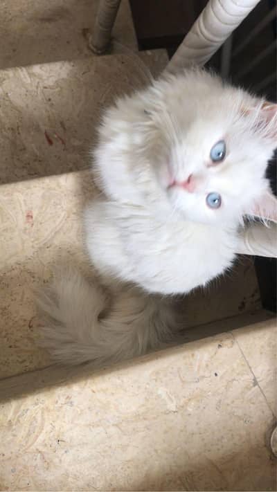 female Persian triple coated