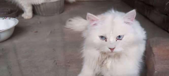 1 yeak k pair hn pershiian hain whtsapp 0332856747