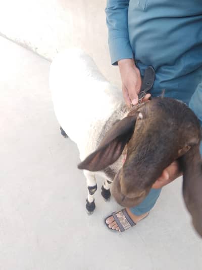 2 dumbe for sale healthy and active 03171235954