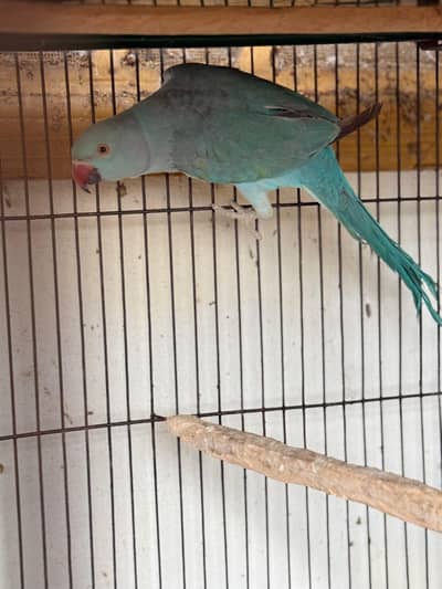blue ringneck