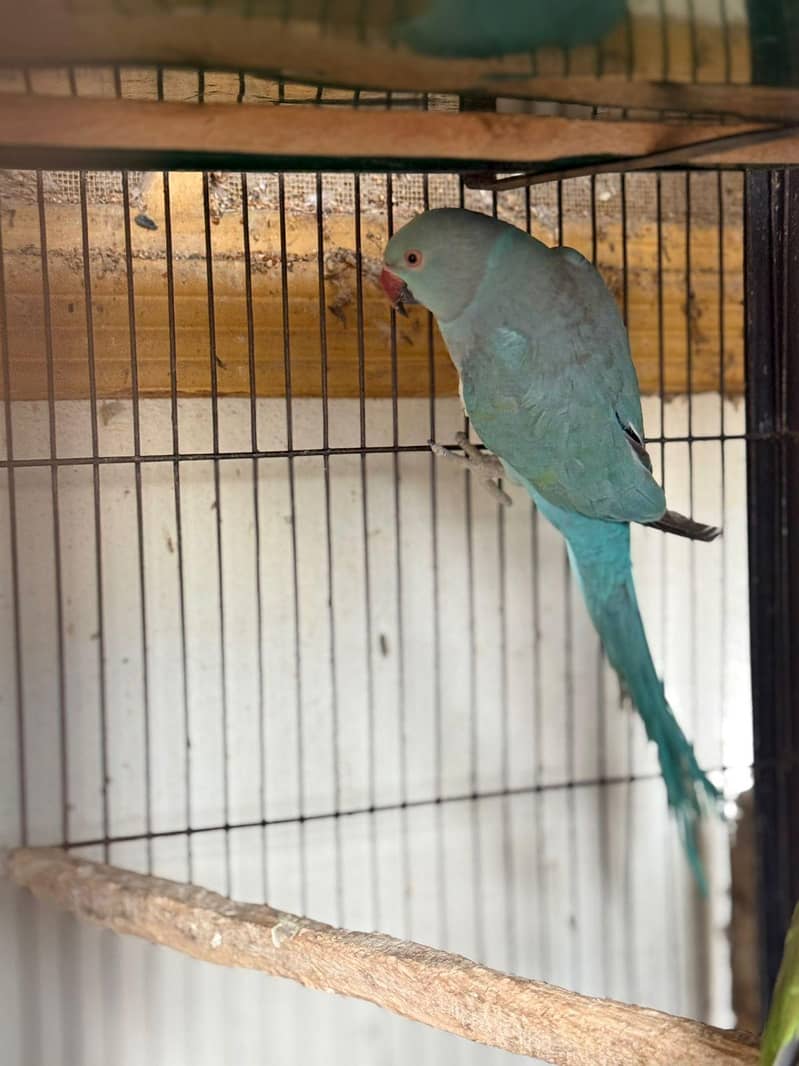 blue ringneck 4
