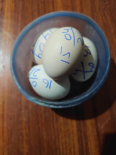 Aseel fertile eggs