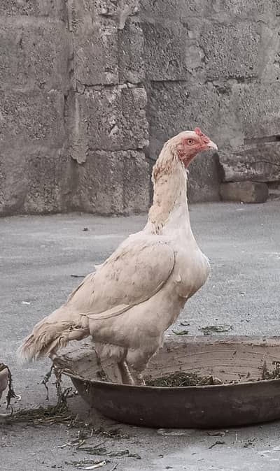 Aseel sontol boski madi for sale