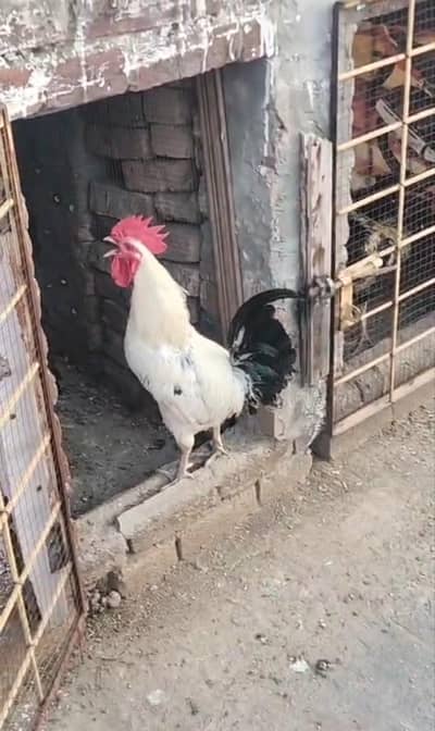 dasi murga gar Ka pala how