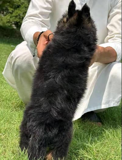 German shepherd puppies for sale healthy 0326=65=49=136