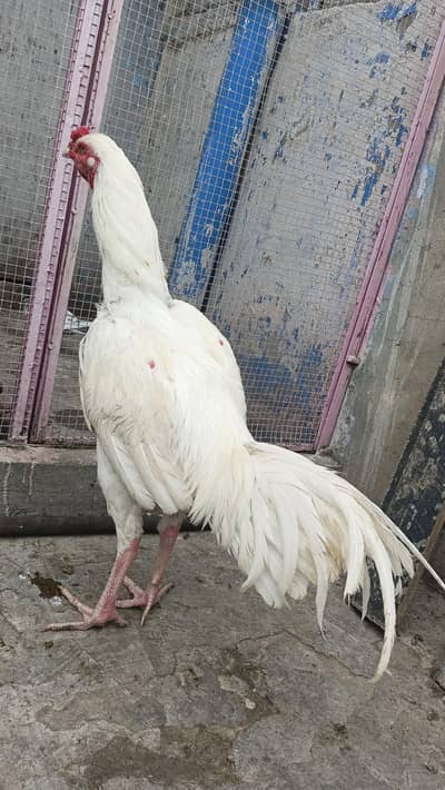 whait Heera pair. Rs 7000 or whait heera Male. Rs. 10000 Wh on03014751685