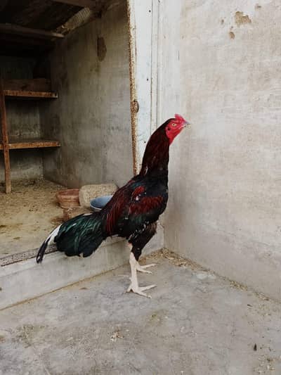 Aseel lahka phata avilable for sale