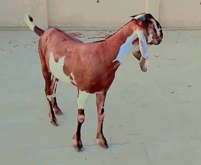 Rajanpuri bakra urgent sale