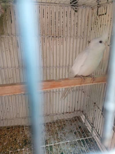 eno ki female hai abhi pattey jis kisi ko chaye hai rapta kare