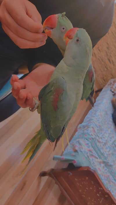 healthy and tamed raw pair for sale