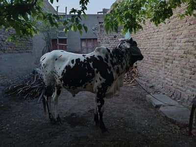 Bachra For Qurbani - Makha Chini Nasal