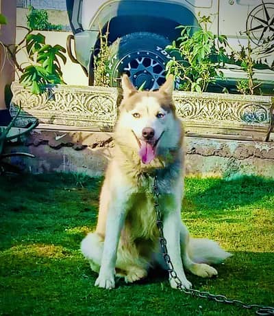 Siberian Husky Female | Pure Siberian Husky| Husky Female Dog For Sale