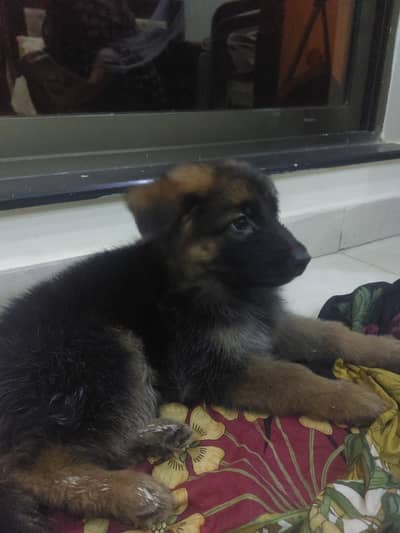 2 German shepards puppies for sale