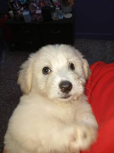 Adorable Female Russian Poodle Puppies – 2 Months Old