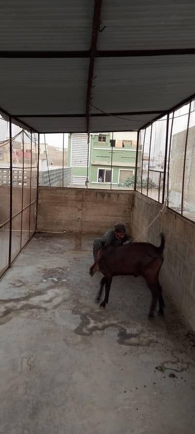 master cage pet colony cage