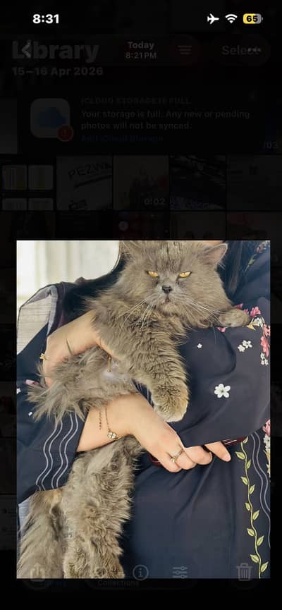 Persian triple coated male (deep blue_peeked face)