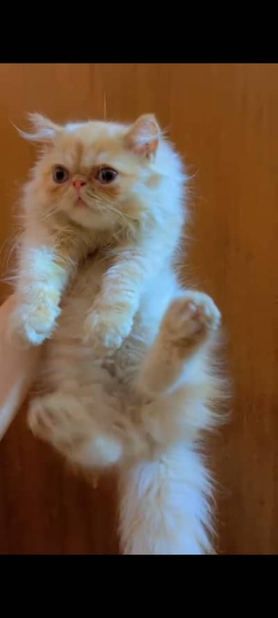 Persian piki male kitten peeki cat