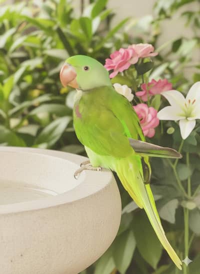Green Raw parrot (Female)