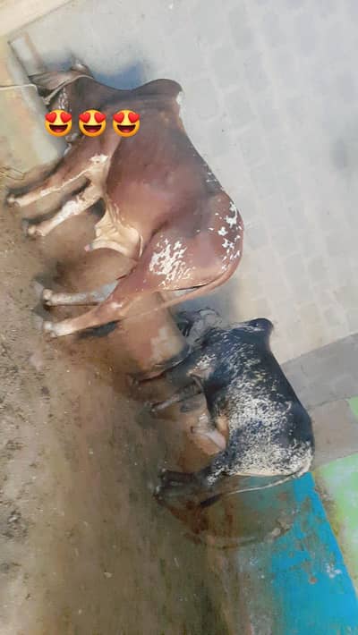 dono cohlistani he   03472429558