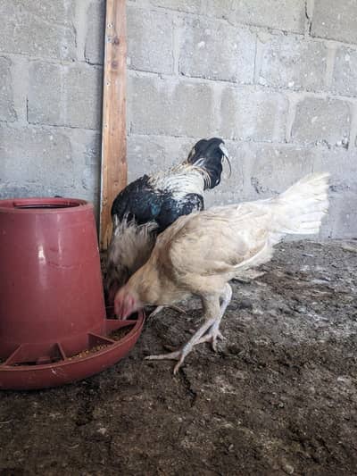 1 aseel murga hai jawa 1 aseel murgi hai 1 mix aseel murgi hai black