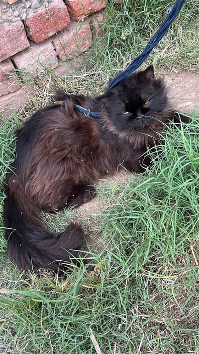 cute cat male for sale triple coated