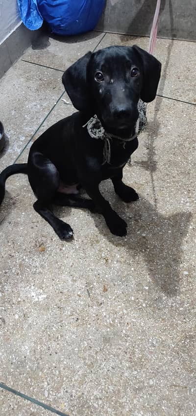 Pure Black Pointer Dog Male for sale