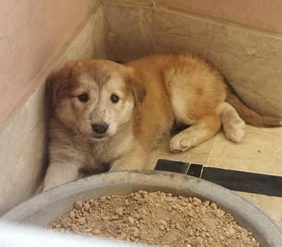 He is cross bread of Alaskan malamute and afghani kuchi, very playful