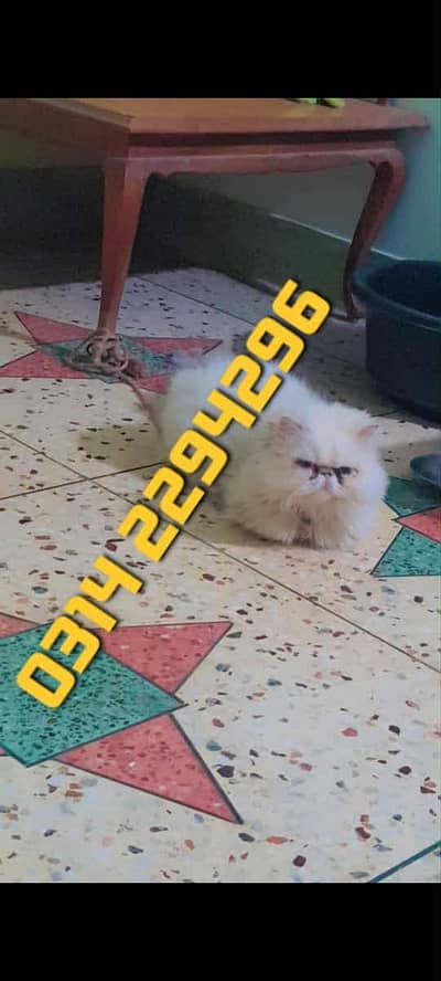 Persian male cat Piki Mating/Stud Peeki