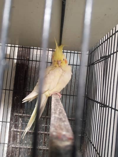 Cocktail birds urgent sale