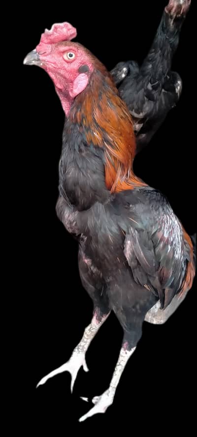 اصیل ھیراوائٹ,اصیل شامولاکھا