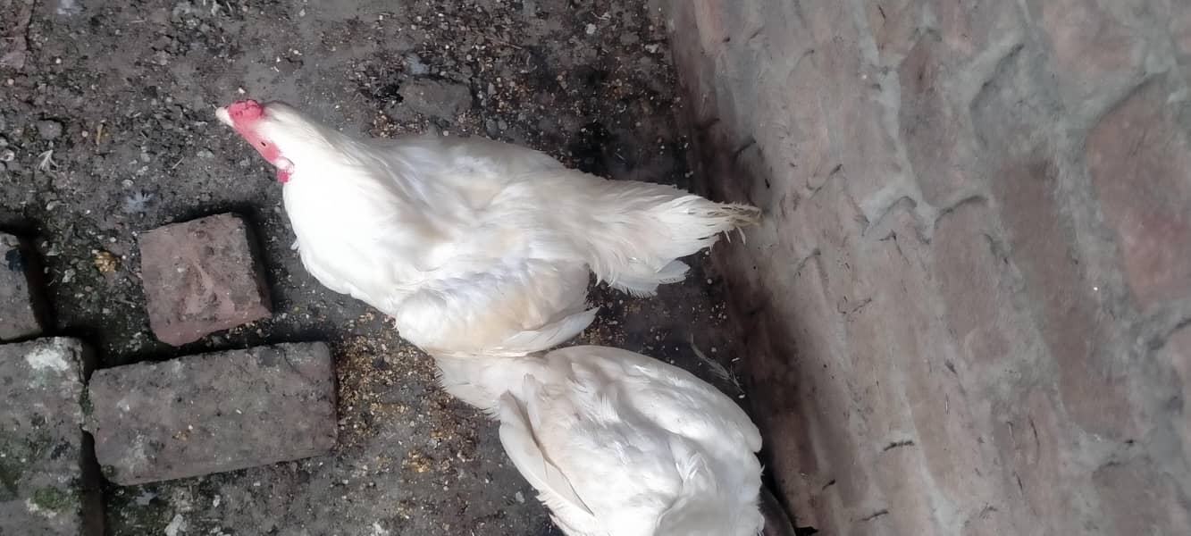 اصیل ھیراوائٹ,اصیل شامولاکھا 2