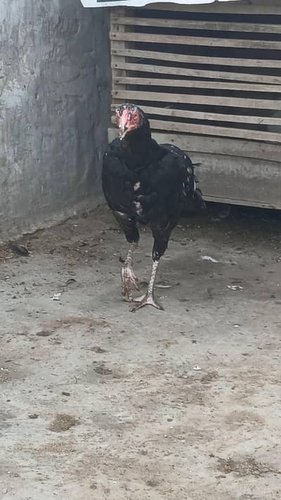 Aseel murgi for sale price 3000